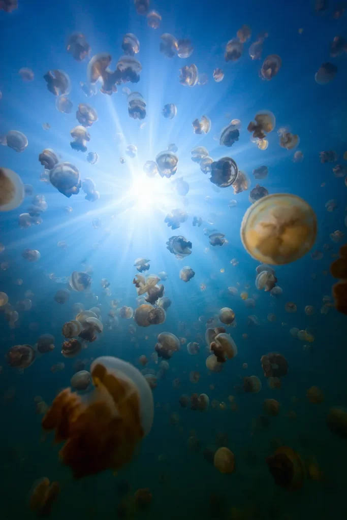 Stingless Jellyfish Lake in Indonesia | Derawan Tour | Misool Tour | IndonesiaJuara Trip