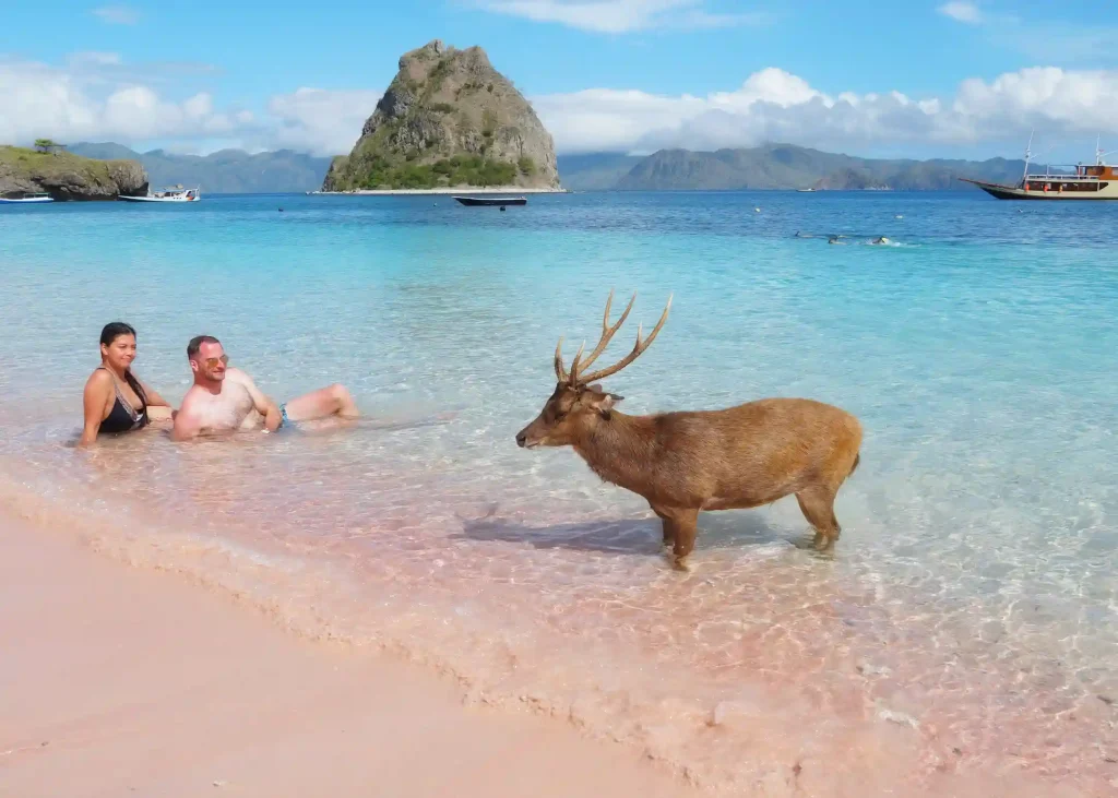 Pink Beach | Labuan Bajo Tour | IndonesiaJuara Trip