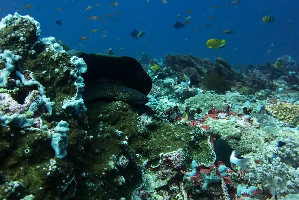 Snorkeling Nusa Penida