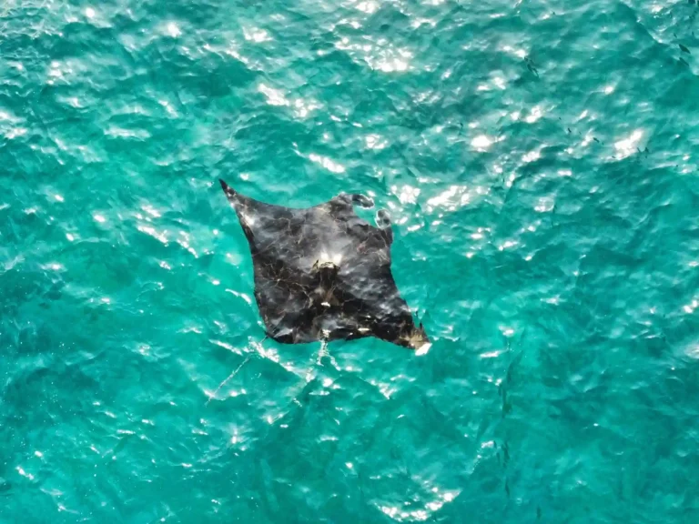 5 Best Snorkeling Spots In Nusa Penida