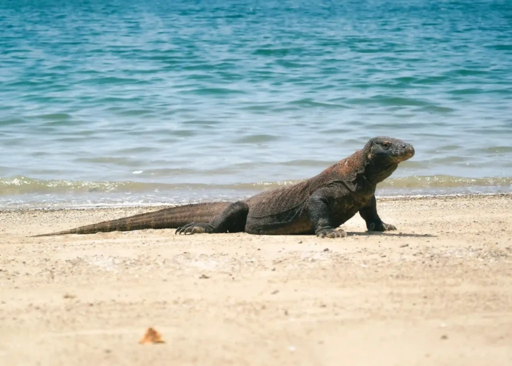 Komodo Dragon Characteristics