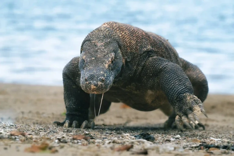 Komodo Dragon: Are They as Dangerous as They Seem?