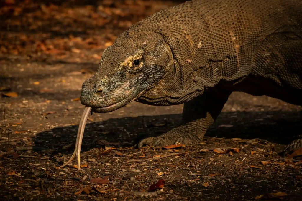 Komodo Dragon - Getting to Know about Komodo Dragon