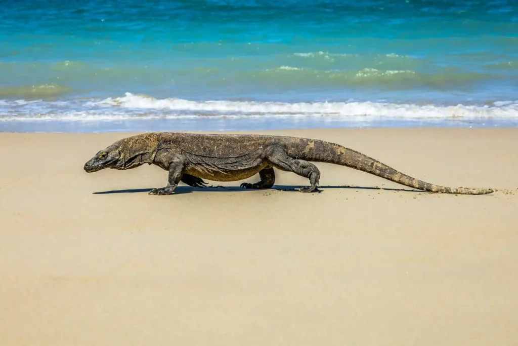 Komodo Dragon - where komodo dragons come from