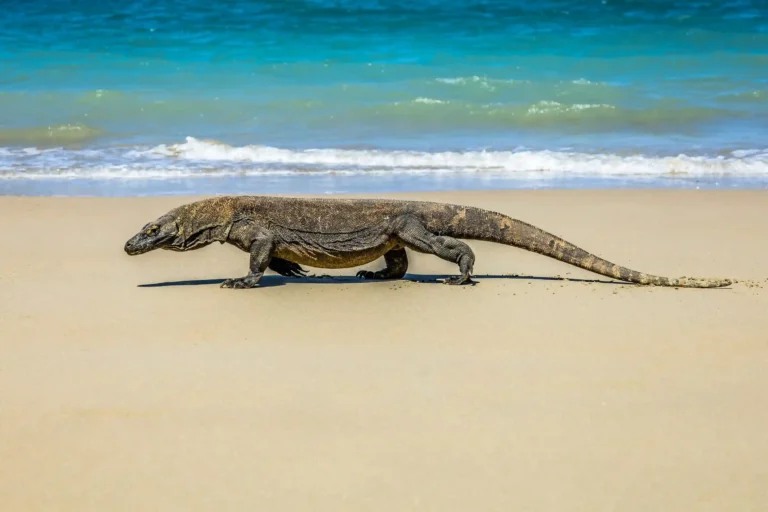 Where do Komodo Dragons Come From? This is the Fact of Their Origin!