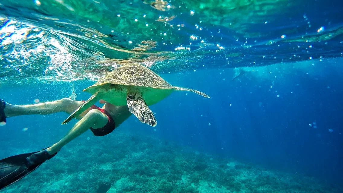 Swimming with sea turtles in Gili Trawangan (source: wikimedia-commons)