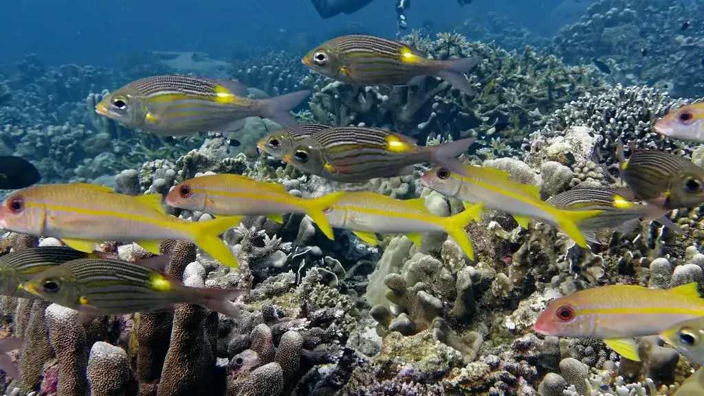 Freedive in the Banda Sea (source: flickr)