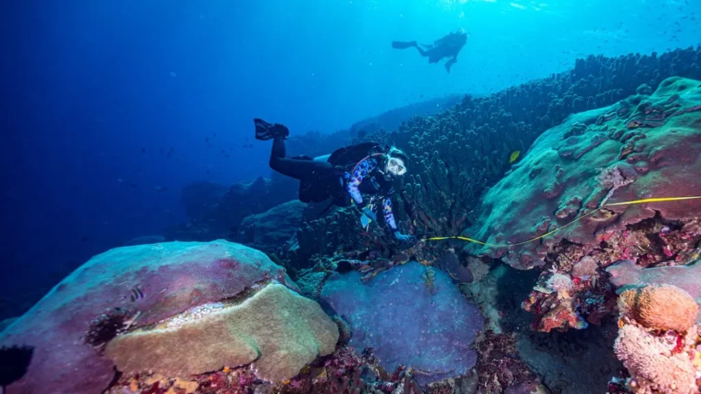 Galaxea astreata (source: oceangardener)