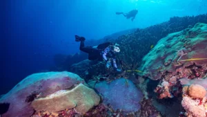 Galaxea astreata (source: oceangardener)