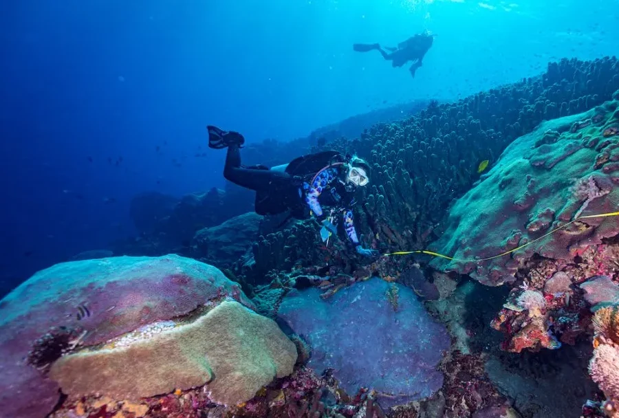 Galaxea astreata (source: oceangardener)