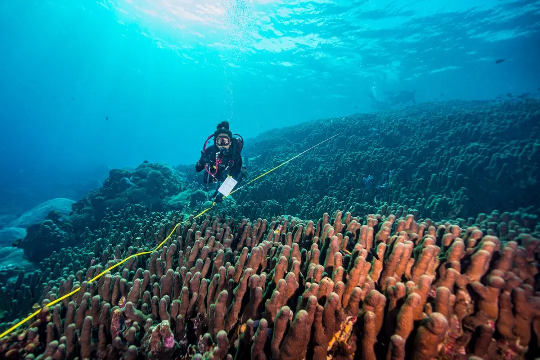 Galaxea astreata (source: oceangardener)