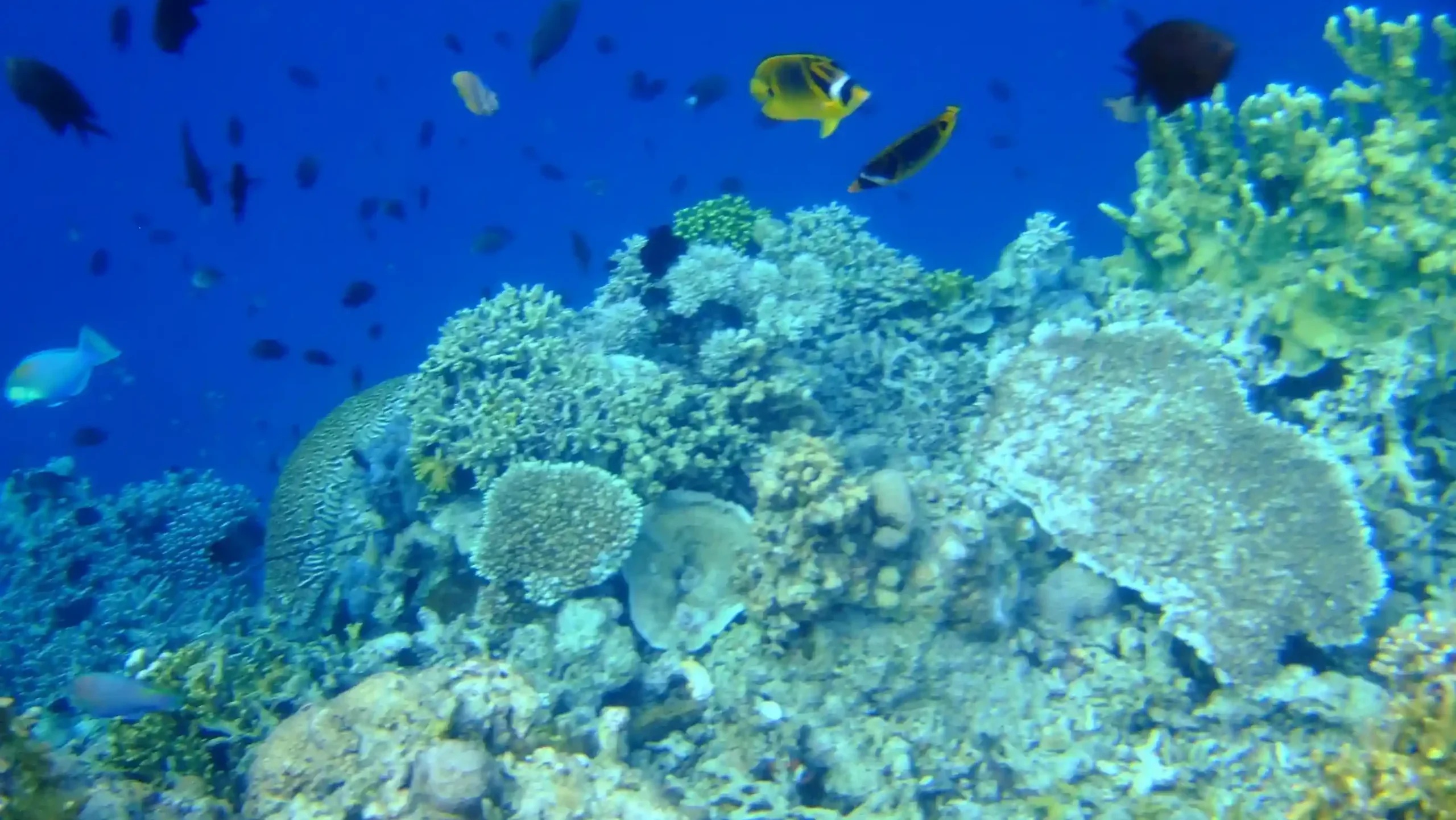 Bunaken National Park (source: wikimedia-commons)