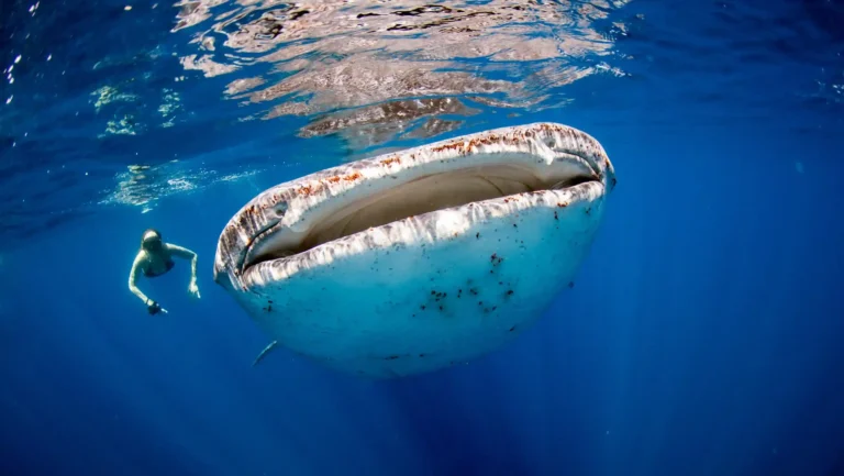 Best Destinations to Swim with Whale Sharks in Indonesia