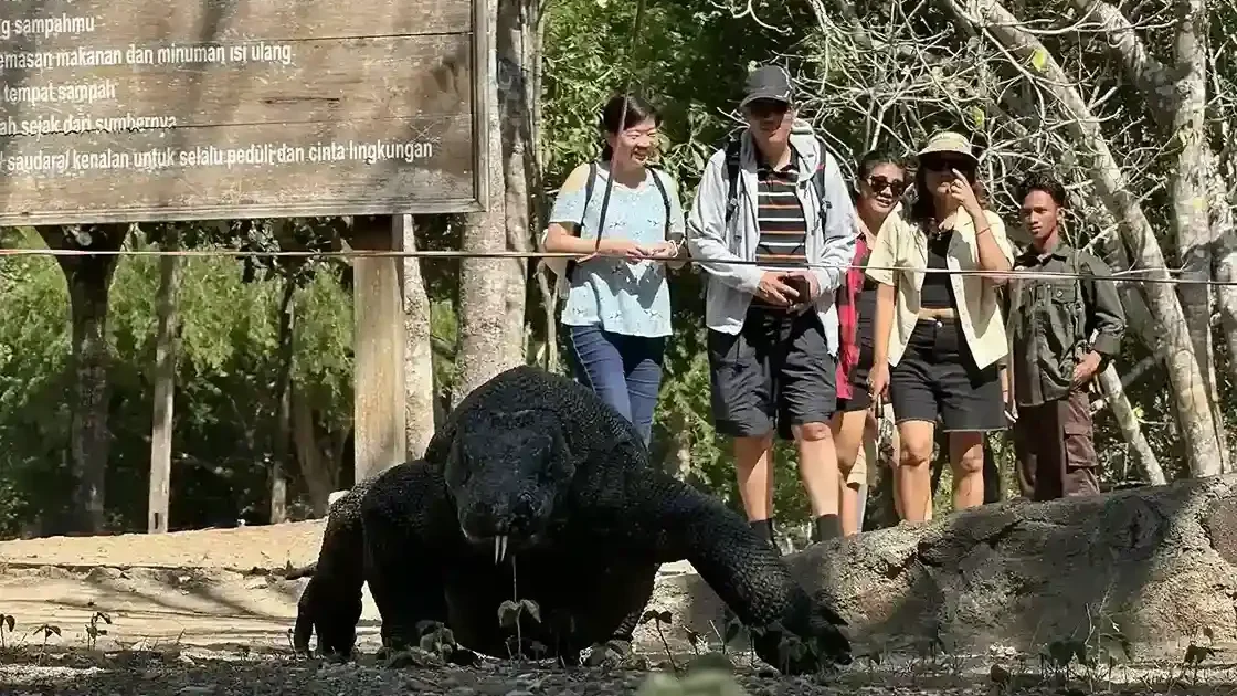 Komodo dragon on Rinca Island