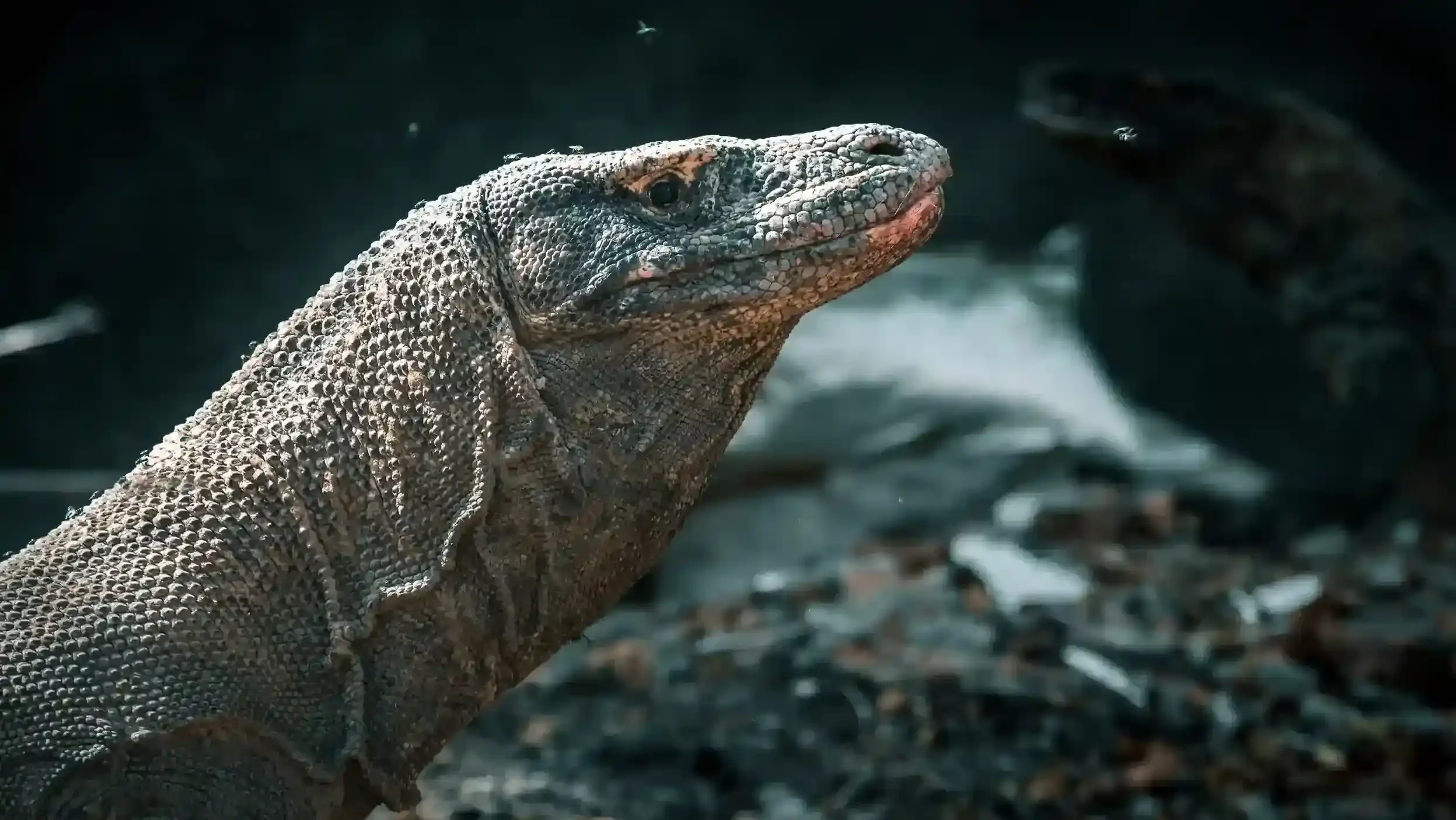 Komodo dragon on Komodo Island | IndonesiaJuara Trip