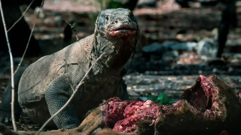 Komodo dragon on Komodo Island | IndonesiaJuara Trip