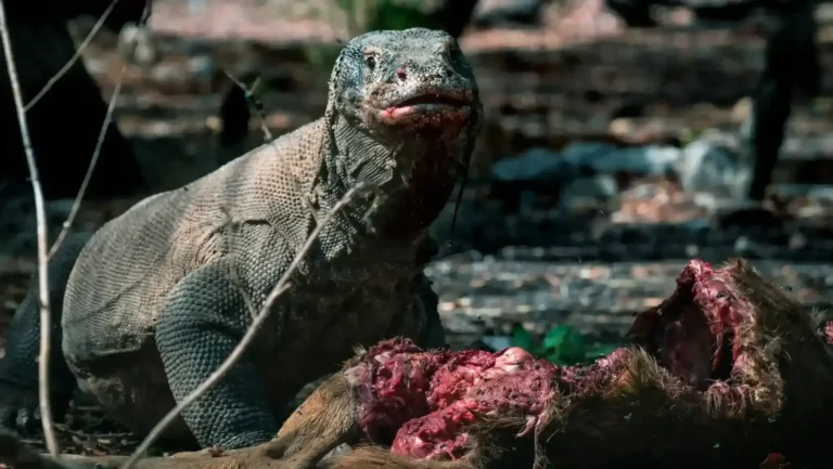 Are Komodo Dragons Venomous? Discover the Truth Behind Their Bite!
