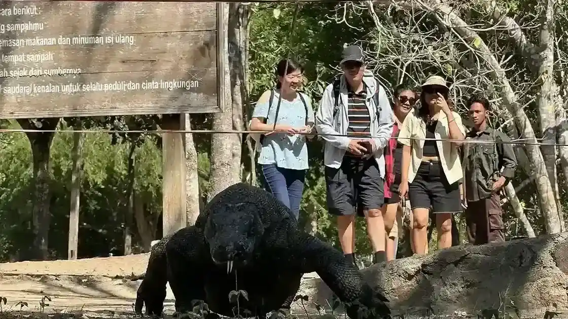 Komodo dragon on Rinca Island | IndonesiaJuara Trip