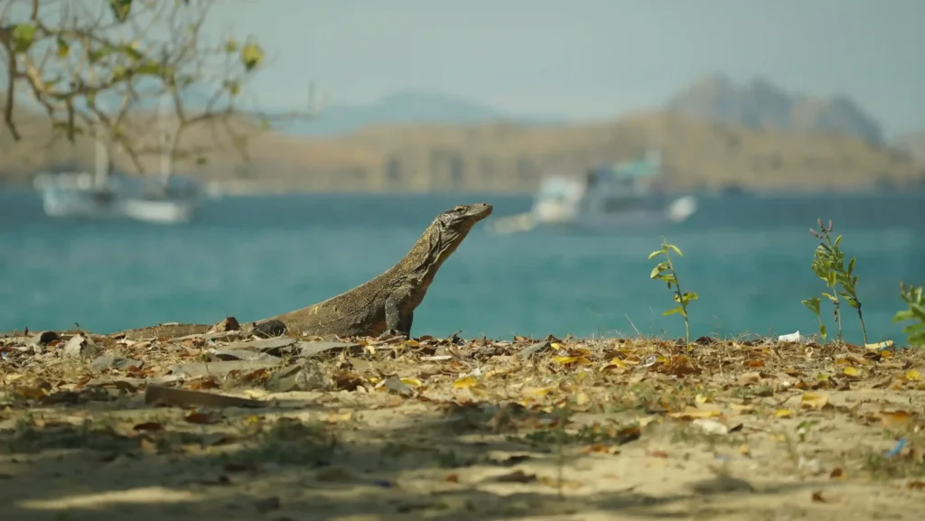 Komodo at Komodo Island | IndonesiaJuara Trip