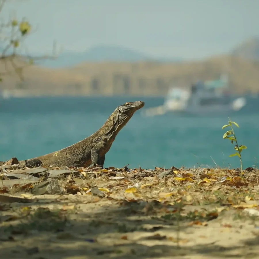 Komodo at Komodo Island | IndonesiaJuara Trip