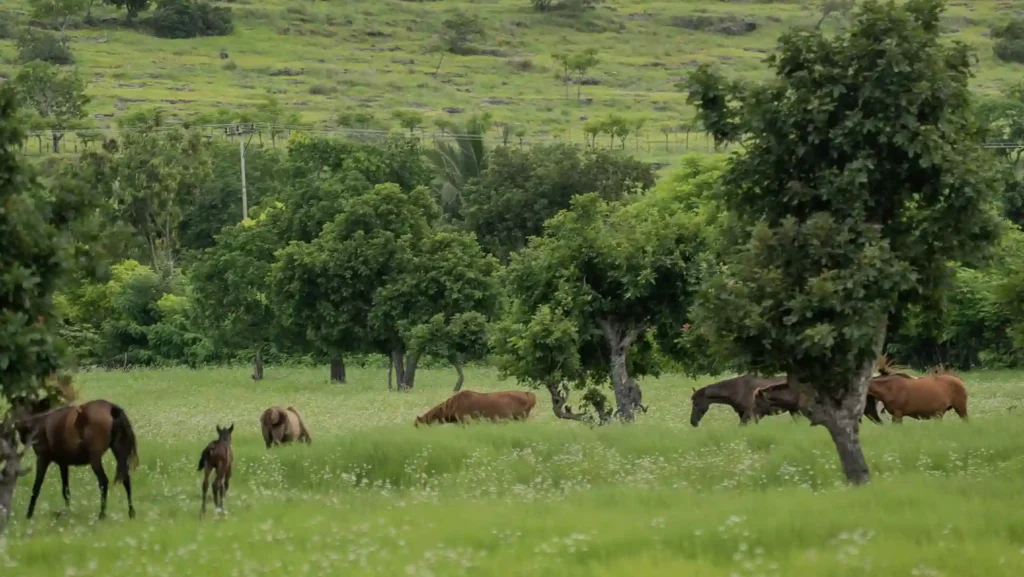 Wild Horses in Savanna Puru Kambera Sumba | Indonesia Juara Trip