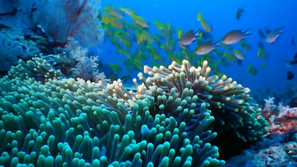 Beautiful Underwater in Misool Raja Ampat | Indonesia Juara Trip