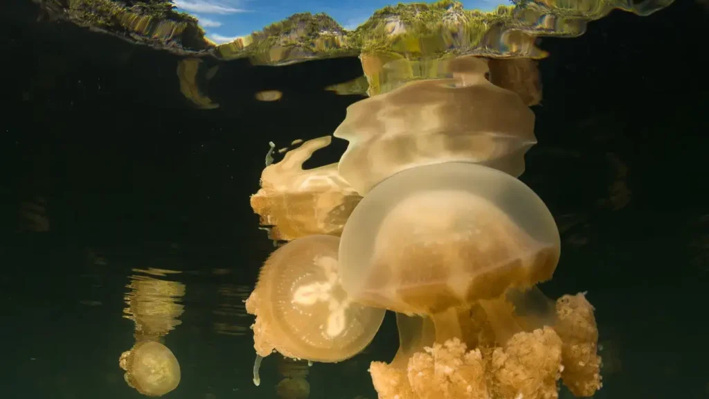 Stingless Jellyfish in Lenmakana Lake Misool Raja Ampat | Indonesia Juara Trip