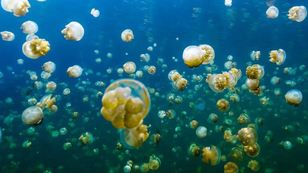 Stingless Jellyfish in Lenmakana Lake Misool Raja Ampat | Indonesia Juara Trip