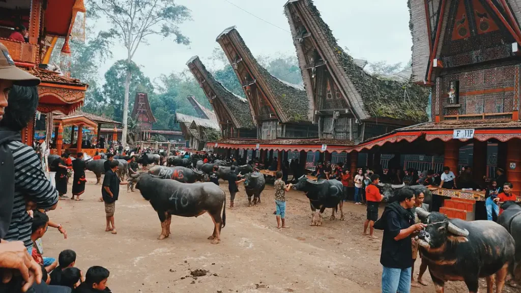 Rambu Solo in Tana Toraja (source: infobudaya.net)