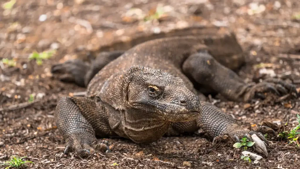 Komodo Dragon | Labuan Bajo Tour | IndonesiaJuara Trip