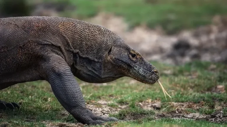 Why Are Komodo Dragons Endangered? Find Out the Facts Here!