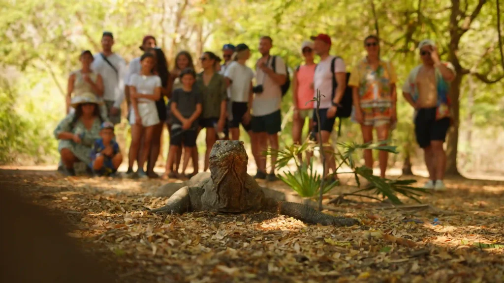 Komodo | Tips for Seeing Komodo Dragons Safely | Labuan Bajo Tour | IndonesiaJuara Trip