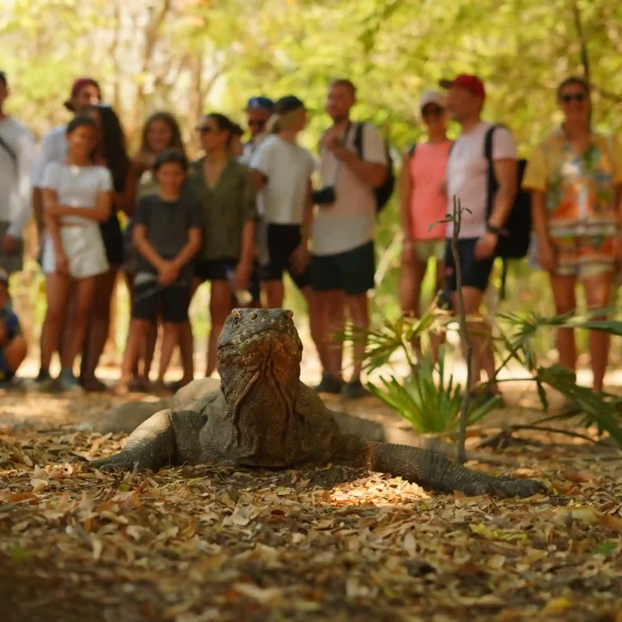 Komodo | Tips for Seeing Komodo Dragons Safely | Labuan Bajo Tour | IndonesiaJuara Trip