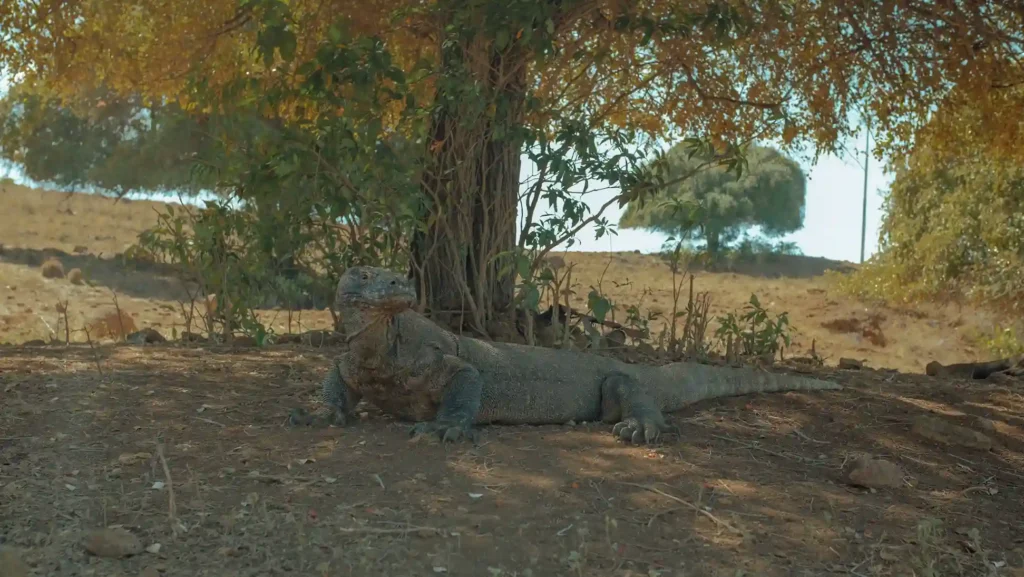 Komodo | Labuan Bajo Tour | IndonesiaJuara Trip