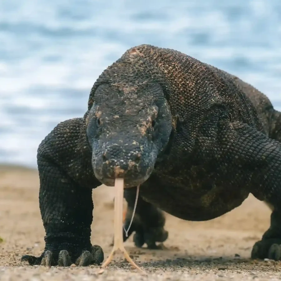Komodo Dragon | Labuan Bajo Tour | IndonesiaJuara Trip