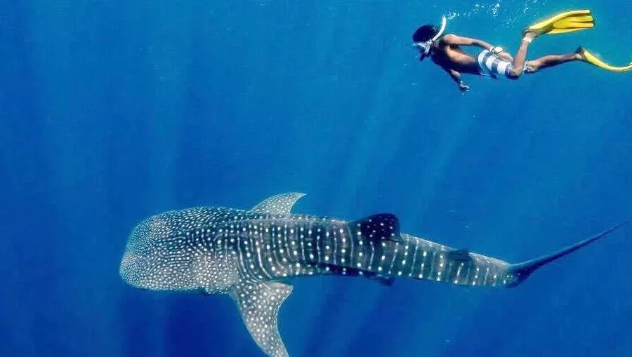 Whale Shark Talisayan | Derawan Tour | IndonesiaJuara Trip
