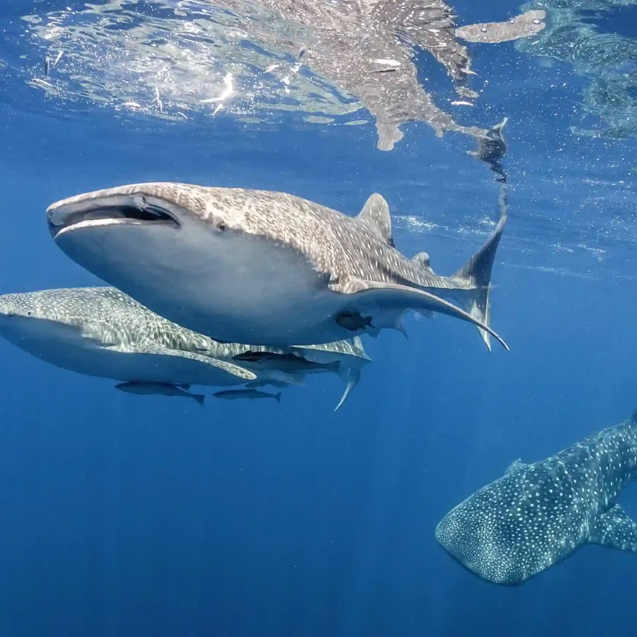 Whale Shark Talisayan | Derawan Tour | IndonesiaJuara Trip