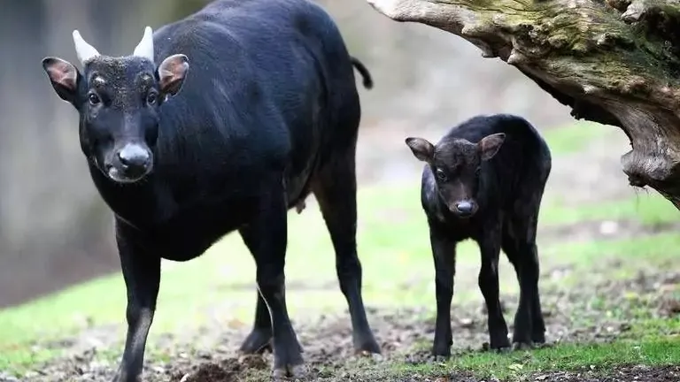 Anoa (Source: yiari.or.id)