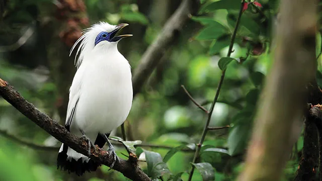 Bali Starling (Source: greeners.co | shutterstock)