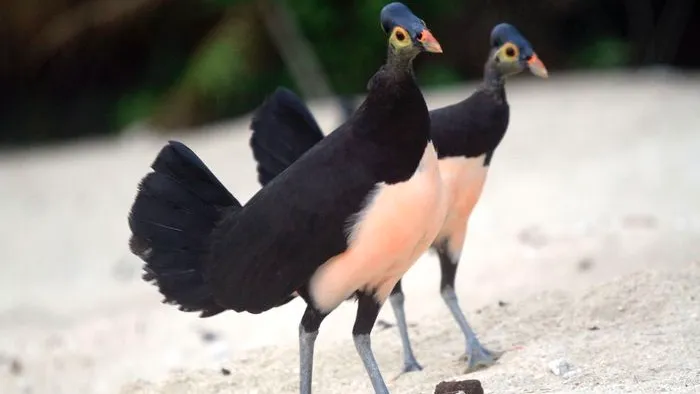 Maleo (Source: bobo.grid.id | stockphoto)