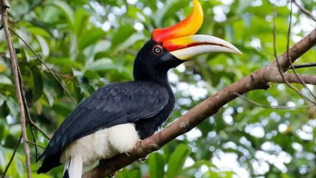 Hornbills (Source: radarsemarang.jawapos.com)