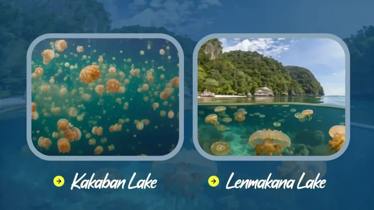 Kakaban Lake or Lenmakana Lake: Two Stingless Jellyfish Spots in Eastern Indonesia