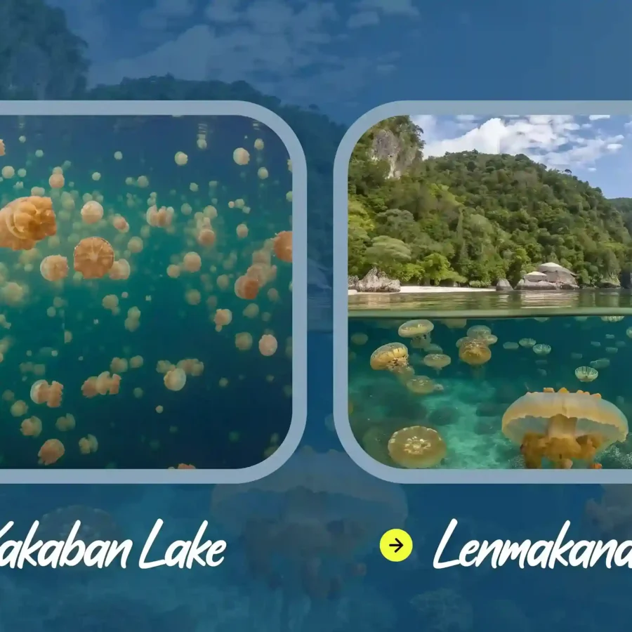 Kakaban Lake or Lenmakana Lake | Derawan Tour | Misool Tour | IndonesiaJuara Trip