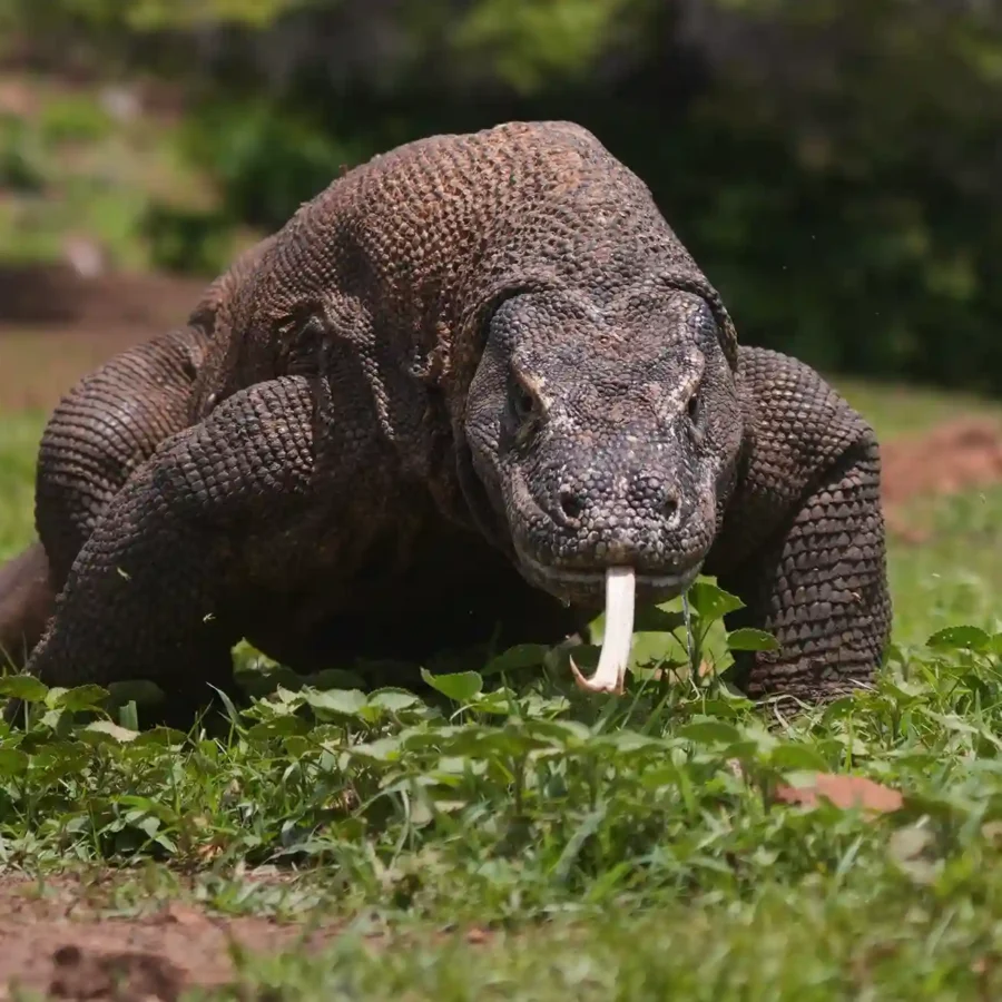 Komodo Dragon | Labuan Bajo Tour | IndonesiaJuara Trip