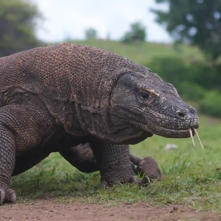 Komodo Dragon | Labuan Bajo Tour | IndonesiaJuara Trip