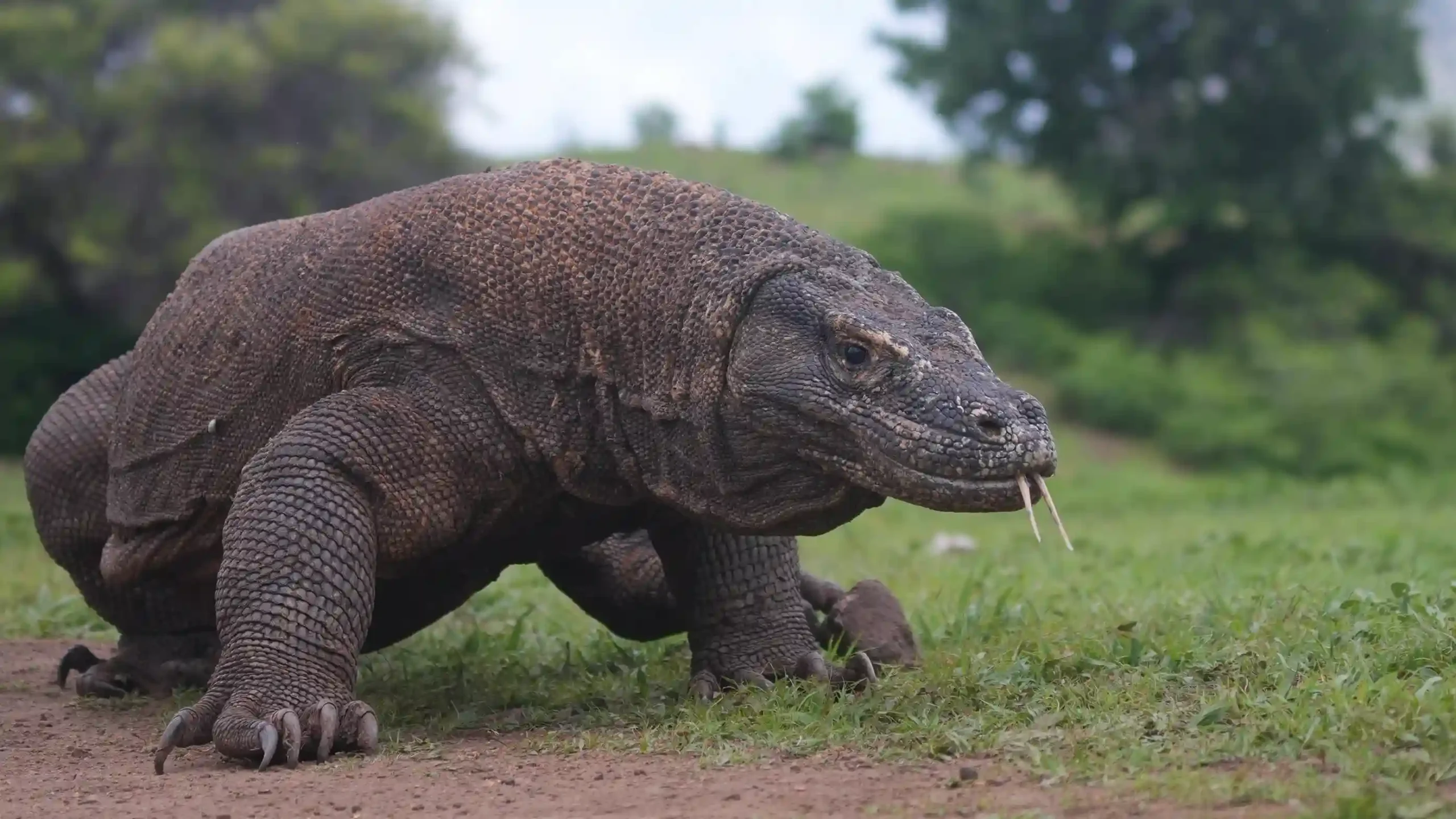 Komodo Dragon | Labuan Bajo Tour | IndonesiaJuara Trip