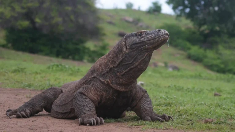 Why Is the Komodo Dragon Called a Dragon? Check the Fascinating Facts Here!