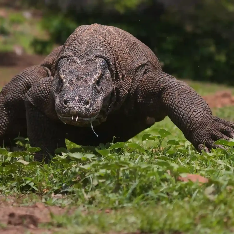 Komodo Dragon | Labuan Bajo Tour | IndonesiaJuara Trip