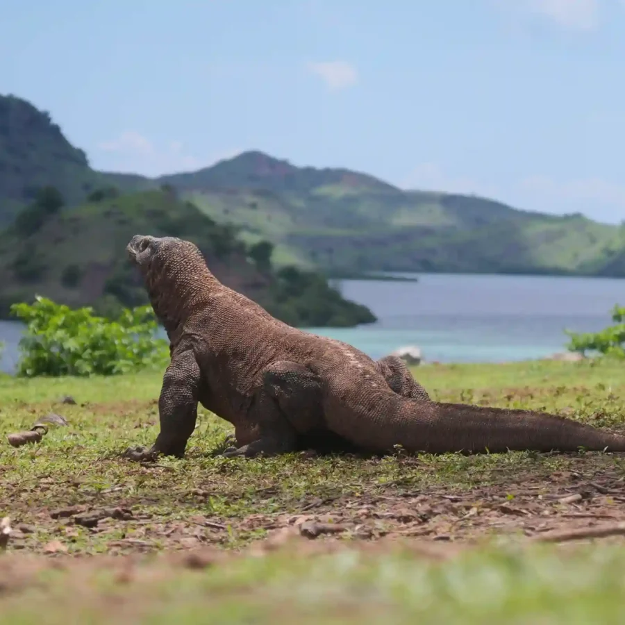 Komodo Dragon | Labuan Bajo Tour | IndonesiaJuara Trip