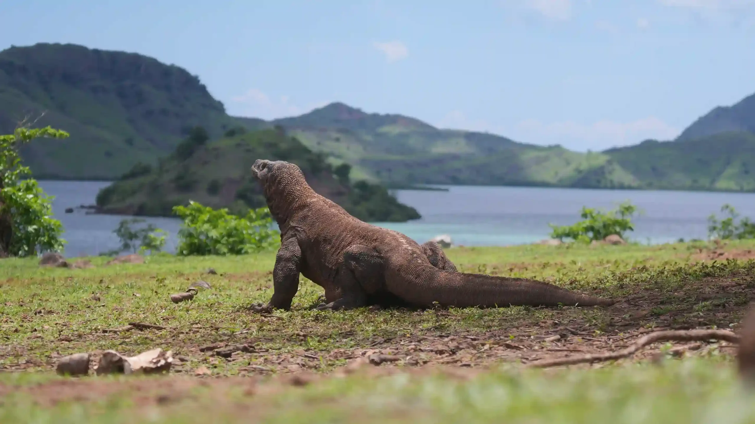 Komodo Dragon | Labuan Bajo Tour | IndonesiaJuara Trip